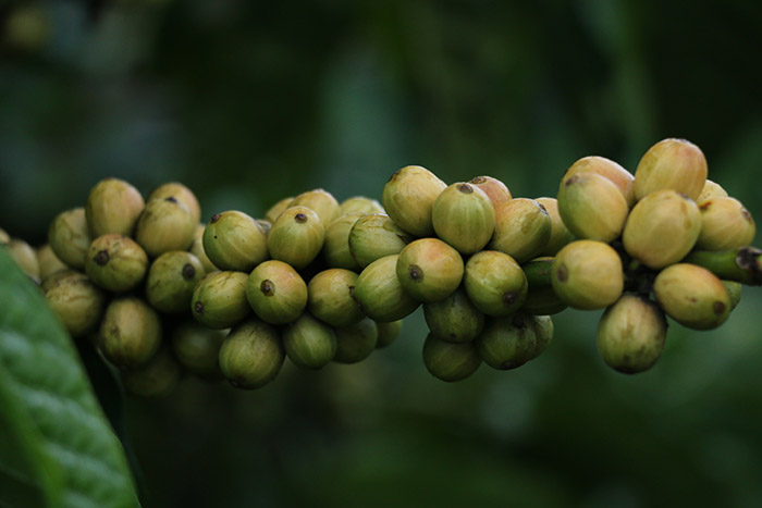 Lo ngại nguồn cung tại Brazil sụt giảm, giá cà phê tăng mạnh